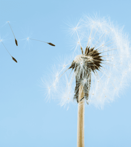 halpet_lpc_online_edukacije_ucenje_promjena_perspektive_wish_do